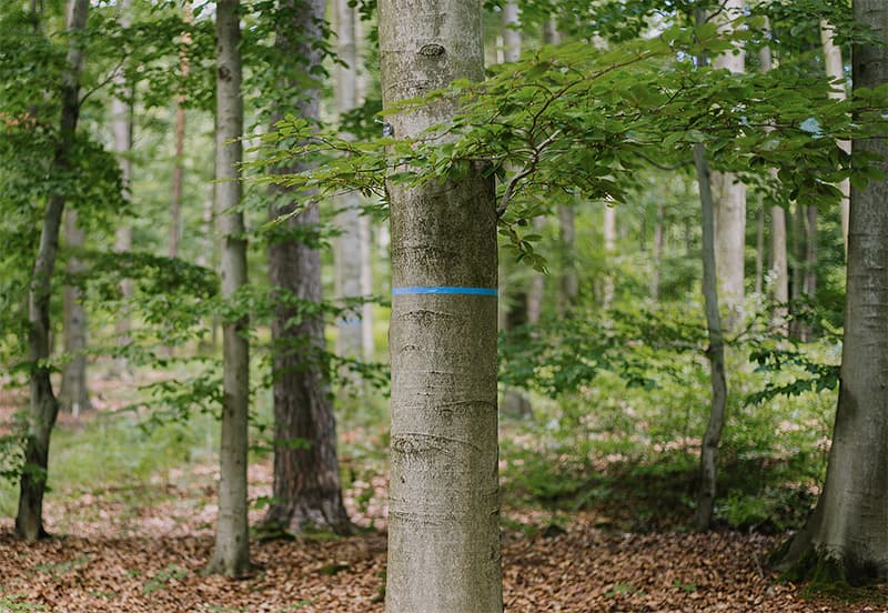 Baumbestattung im FriedWald – ein markierter Baum zur Bestattung in Asperg, Ludwigsburg, durch Kuhn Bestattungen
