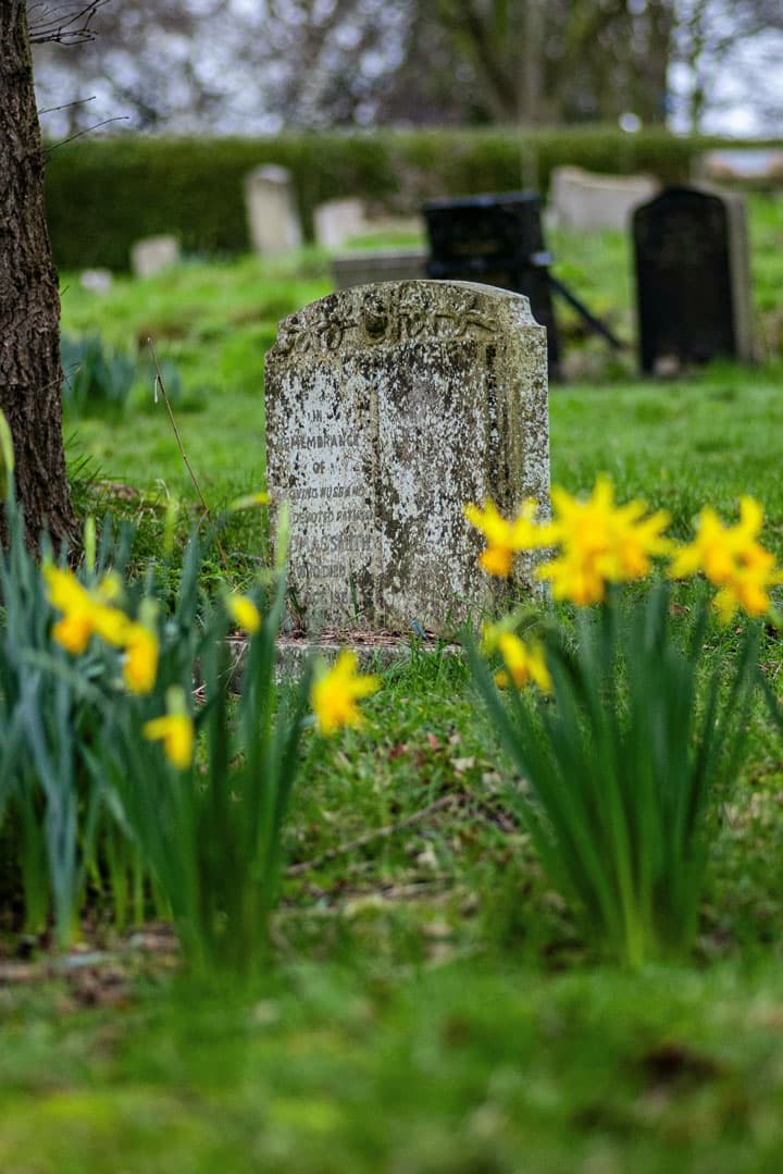 Grabstein auf dem Friedhof Oßweil zwischen blühenden Narzissen