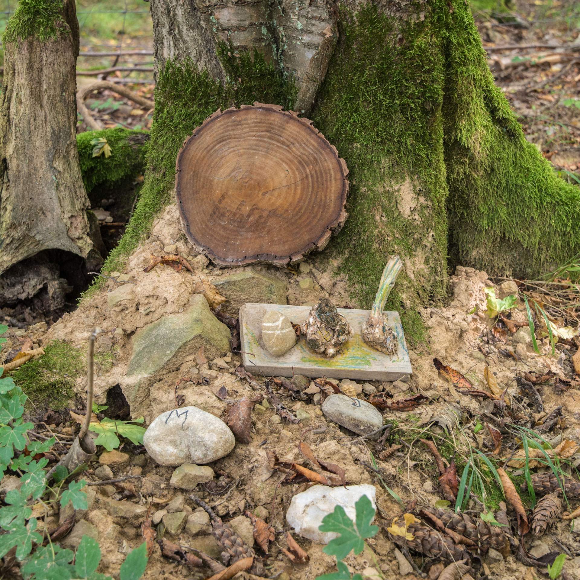 Baumbestattung im Friedwald – Kuhn Bestattungen Asperg Baumbestattung im Friedwald bei Kuhn Bestattungen Asperg, frisches Urnengrab am Baumstamm mit Naturdekoration
