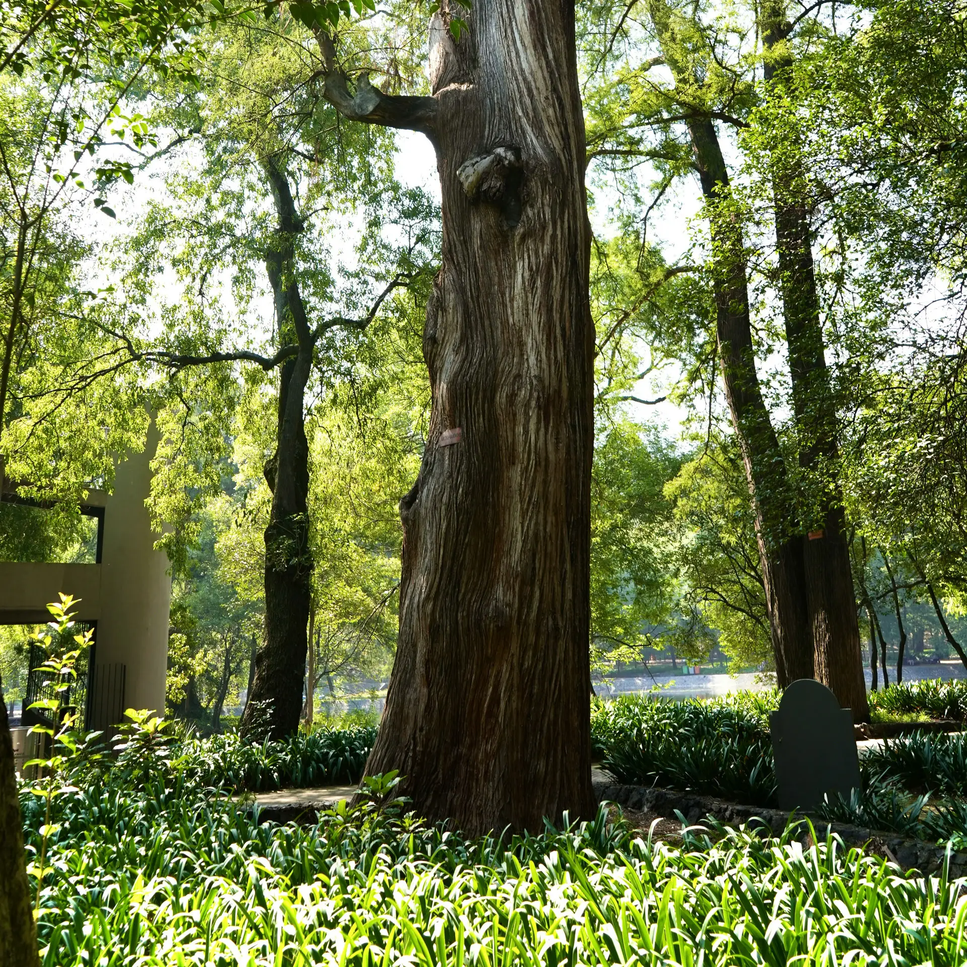 Anonyme Bestattung im Friedwald – Kuhn Bestattungen Asperg Großbaum im Wald, umgeben von Grün, symbolisiert Naturbestattungen bei Kuhn Bestattungen in Asperg.