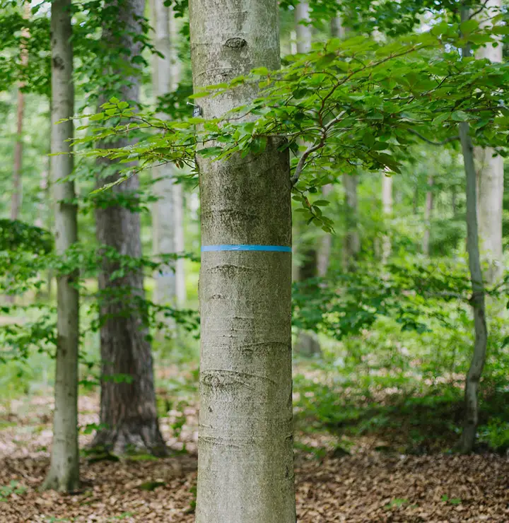 Baumbestattung im FriedWald - Bestatter Asperg - Kuhn Bestattungen Baumbestattung im FriedWald – ein markierter Baum zur Bestattung in Asperg, Ludwigsburg, durch Kuhn Bestattungen