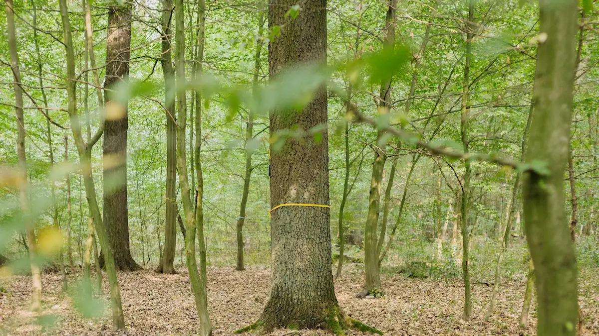 Markierter Baum mit gelbem Band als Baumgrab im FriedWald – naturnahe Ruhestätte im Raum Ludwigsburg