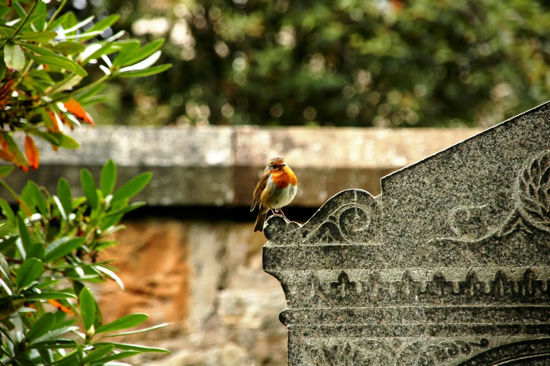 Rotkehlchen auf dem Friedhof Neckarweihingen Rotkehlchen sitzt auf einem Grabstein auf dem Friedhof Neckarweihingen