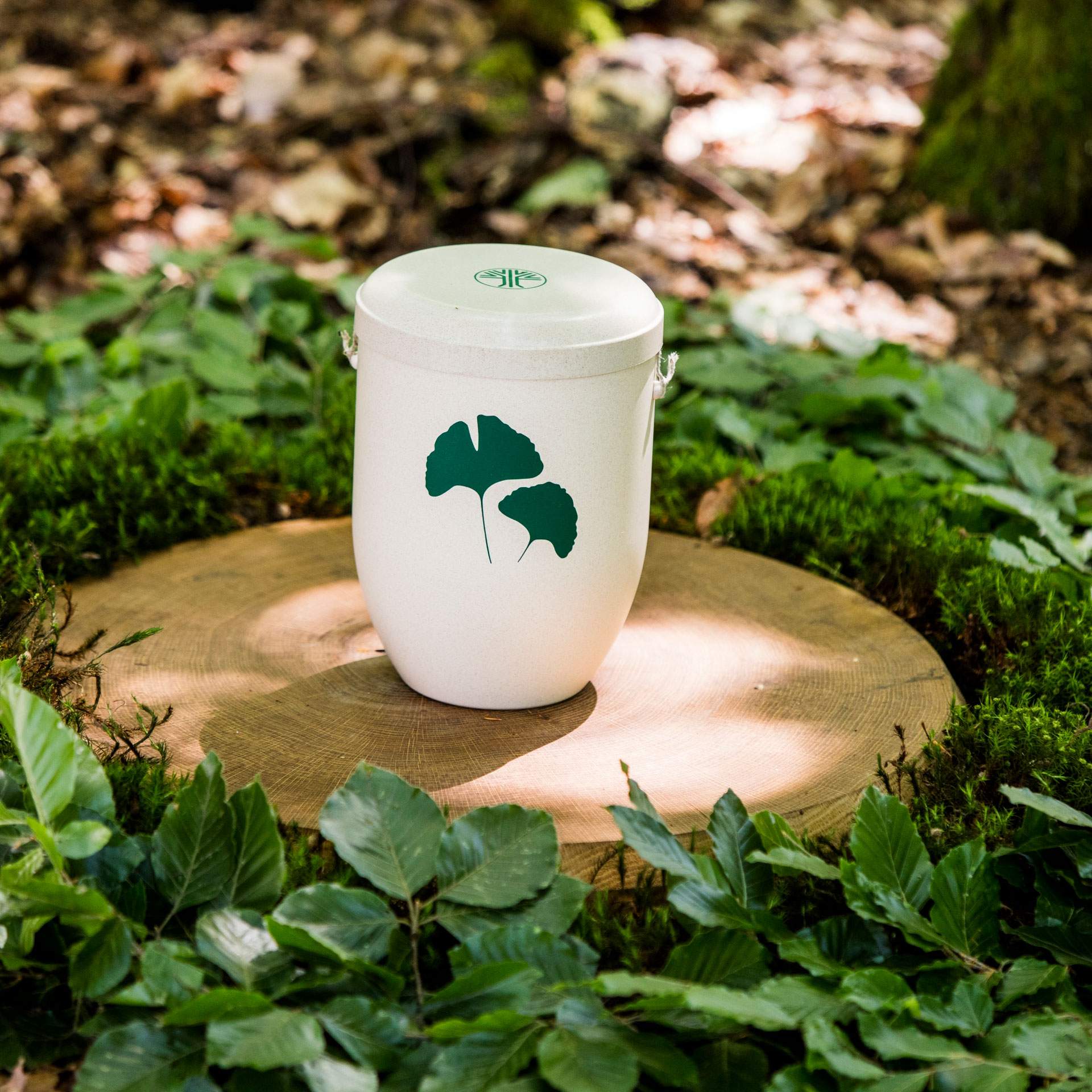 FriedWald-Urne bei Baumbestattung in Kuhn Bestattungen Asperg. Biologisch abbaubare FriedWald-Urne auf einem Baumstumpf im Wald.