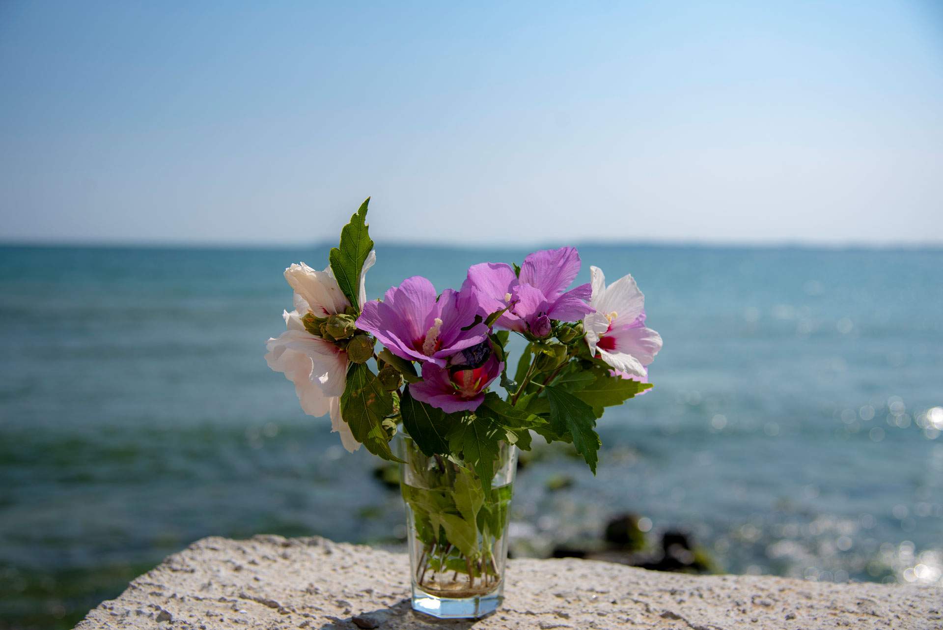 Seebestattung mit Blumen – Kuhn Bestattungen Vase mit Blumen am Meer, symbolisch für eine Seebestattung, organisiert von Kuhn Bestattungen in Asperg, Möglingen und Ludwigsburg.